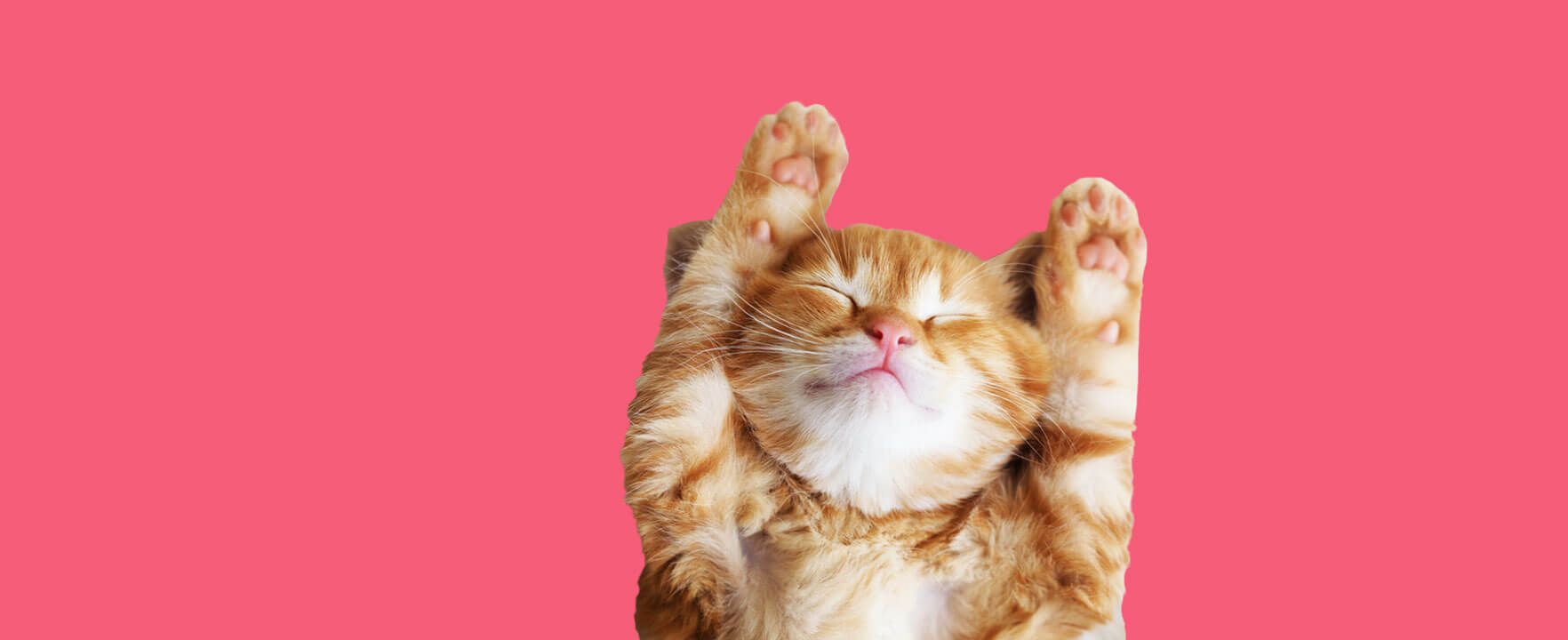 18 Quotes for Cat-Lovers